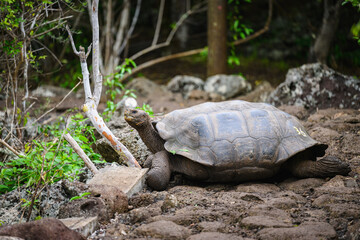 Obraz premium Galápagos tortoise blocking pathway