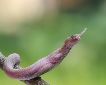 snake