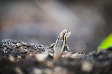 Lava lizard from behind, Galápagos 