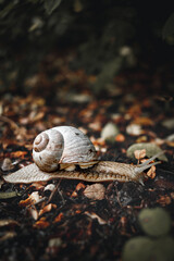 Snail on the ground during fall