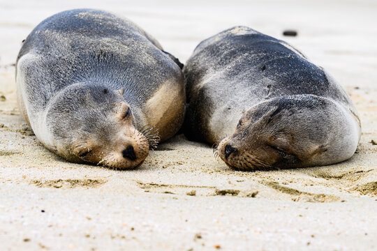 Sleepy sea lion at Cerro Brujo, Gal&aacute;pagos