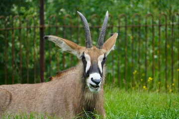 Fotobehang Roan antelope © Colin