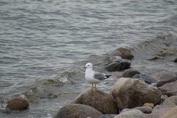 Gull sitting on a stone