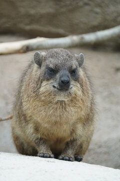 Rock hyrax