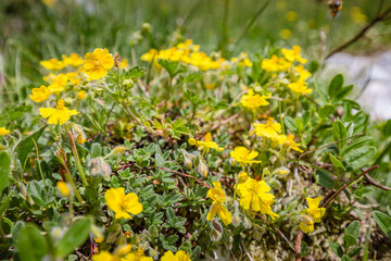 Beautiful nature. Mountain hiking Trail Road. Close up of tender wild yellow mountain flowers on nature blur background. Italy Malga Montasio Forca Disteis