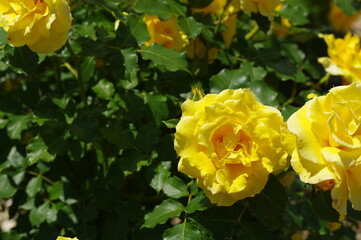 綺麗に咲く黄色のバラ