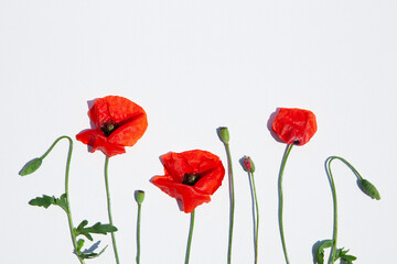 Fototapeta na wymiar Red poppy flowers on white canvas background. Remembrance day, Veterans day, Anzac day, lest we forget, Memorial Day concept. Copy space. Isolated on white background. Top view 