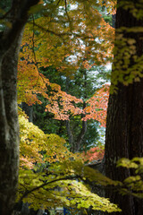 高野山の秋風景