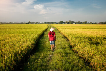 Viajero caminando por campos de arroz usando sombrero típico vietnamita, en Ninh Binh, Vietnam
