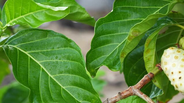 Close-up of a noni fruits growing on a tree. Exotic morinda fruit between green leaves