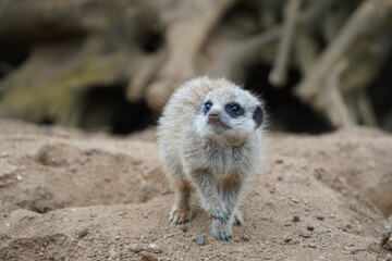 Meerkat