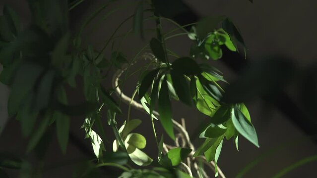 Sun shines on a dwarf umbrella tree (schefflera arboricola) in the living room.