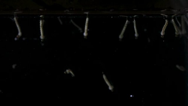 Slow motion of mosquito larvae swimming on a black background
