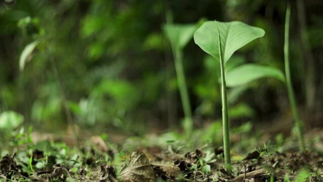 Turmeric is the dried rhizome of Curcuma longa, a herbaceous plant