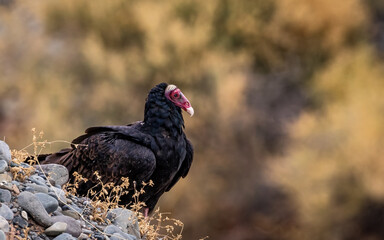 Red-headed vulture