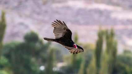 Red-headed vulture