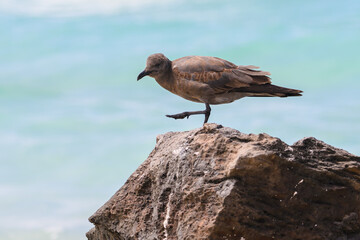 Lava gull (juvenile) balancing on one leg, rarest gull in the world, Galápagos 