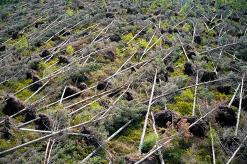 Trees felling in Scotland to produce biomass fuel 