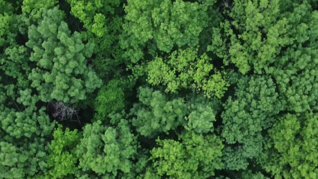 Pan over lush green forest