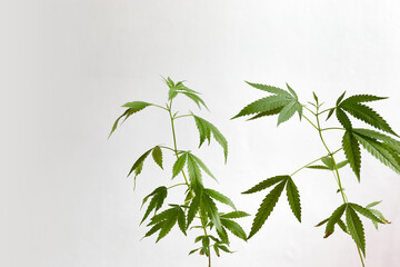 Cannabis home growing. Young healthy marijuana plant in flower pot. CBD for health care with copy space. Original houseplant.