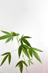 Cannabis home growing. Young healthy marijuana plant in flower pot. CBD for health care with copy space. Original houseplant.