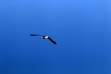 birds fly over the mediterranean sea