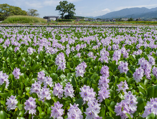 本薬師寺跡（奈良県橿原市）のホテイアオイ