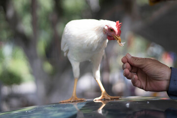 Close-up portrait of local bantam chicken white  Free-range raising eats the bread from the hands of people.