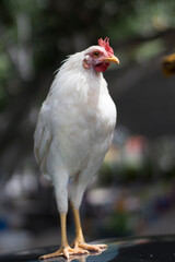 Close-up portrait of local bantam chicken white  Free-range raising in a temple in Thailand.