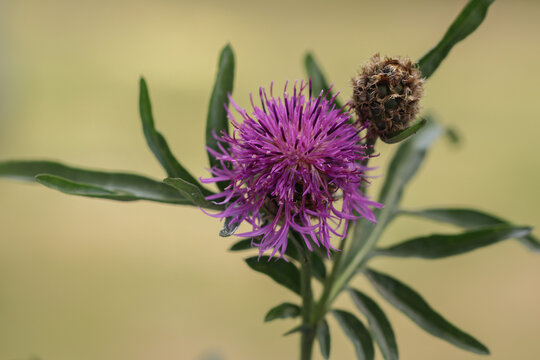 Centaurea nervosa. Fiordaliso di montagna.