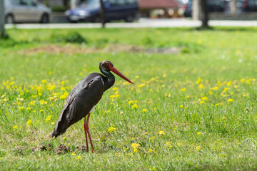 
a black stork standing in a meadow in spring