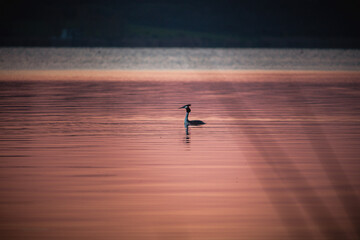 Grebe swimming in lake Mandrensko near the coast city of Burgas in Eastern Bulgaria