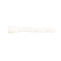 Human finger skeletal structure isolated on white background. Vector illustration of bones and joints