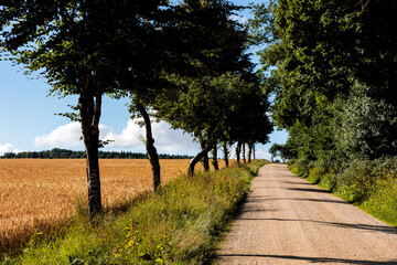 Fototapeta premium Weg und Feld am Abend