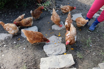 FU 2021-10-16 Wiehl T1 320 Hühner picken das Essen vom Boden