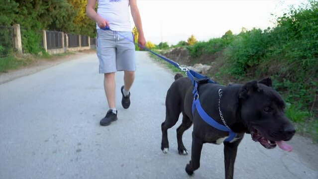 Cane Corso walking on a leash
