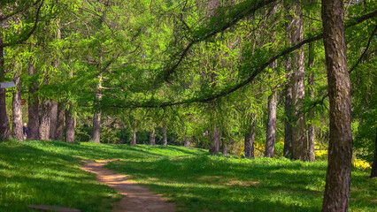 Obraz premium Beautiful view of park with green coniferous trees on a summer day. Majestic nature landscape.