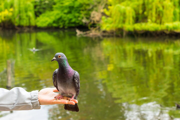  pigeon surrounded sitting on hand, close up