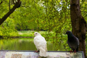 White pigeon surrounded by greenery, close up