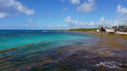 Algae pollute at beach in Mexico.