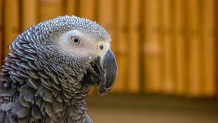 Close up portrait of beautiful gray African parrot in the zoo. Domesticated tropical bird.