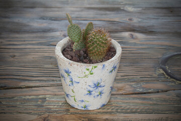 cactus in a pot on wooden background