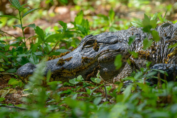 Alligator hidding in the weeds