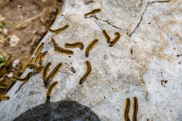 Mountain hiking Trail Road. Beautiful nature. Close up of Eastern tent caterpillar (Malacosoma americanum) on the stone. Italy Malga Montasio Forca Disteis