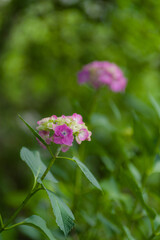 丹州観音寺（京都府福知山市）のあじさい