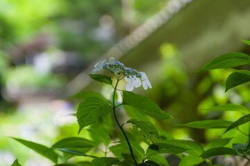 丹州観音寺（京都府福知山市）のあじさい
