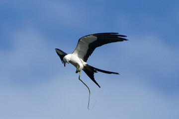 Swallow Tail Kite enjoying a meal
