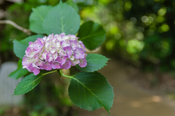 丹州観音寺（京都府福知山市）のあじさい