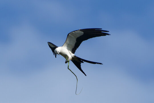 Swallow Tail Kite enjoying a meal