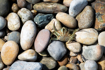 Dead crab on the beach